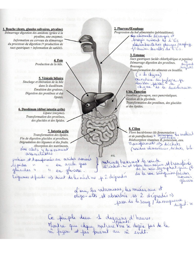 Schema Digestion | PDF