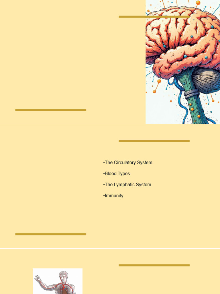 Ch7, Lesson 1, Part 2 | PDF | Circulatory System | Lymphatic System