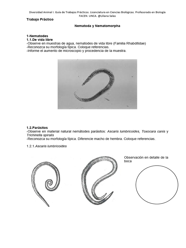 gu-a-pr-ctica-nematodos-y-nematomorfos-pdf-nematodo-biolog-a