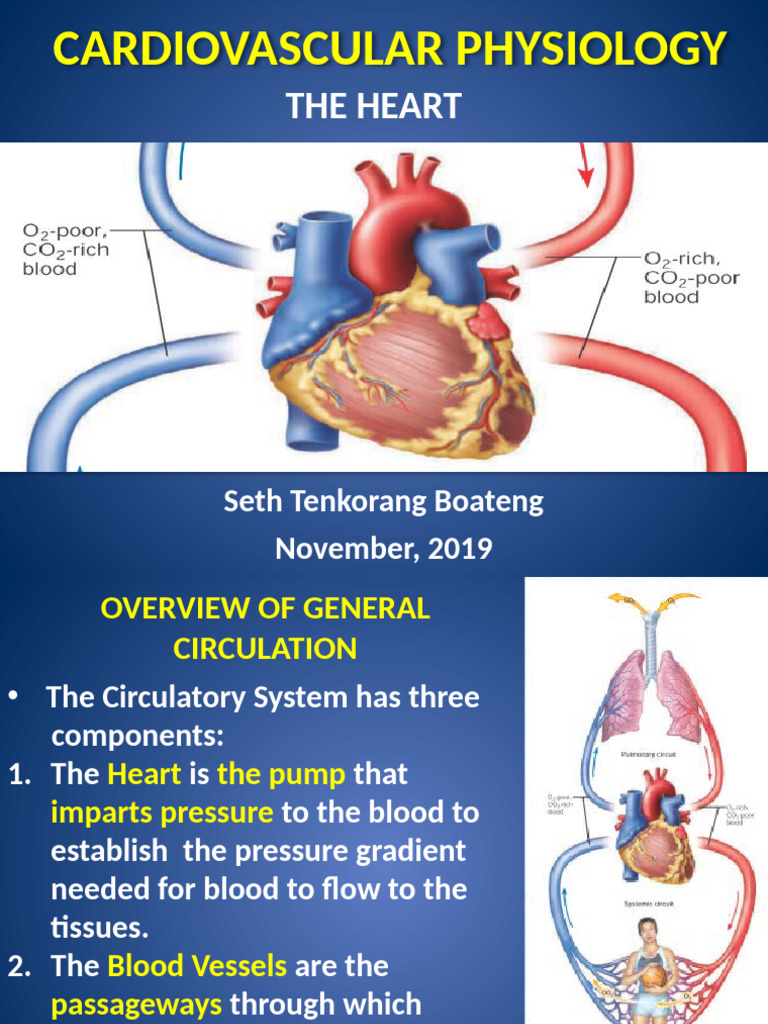 Lecture 3 - Cardiovascular System - The Heart | PDF | Heart Valve | Heart