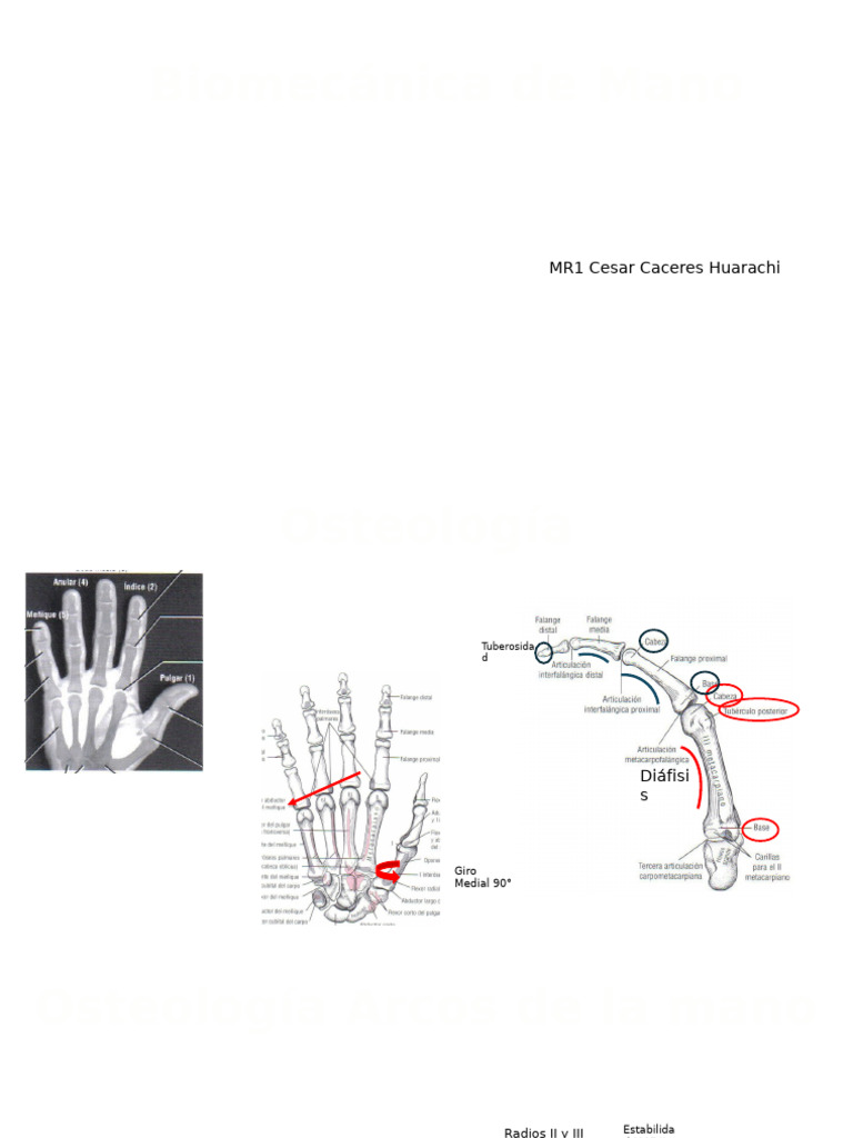 Biomecanica Mano | PDF