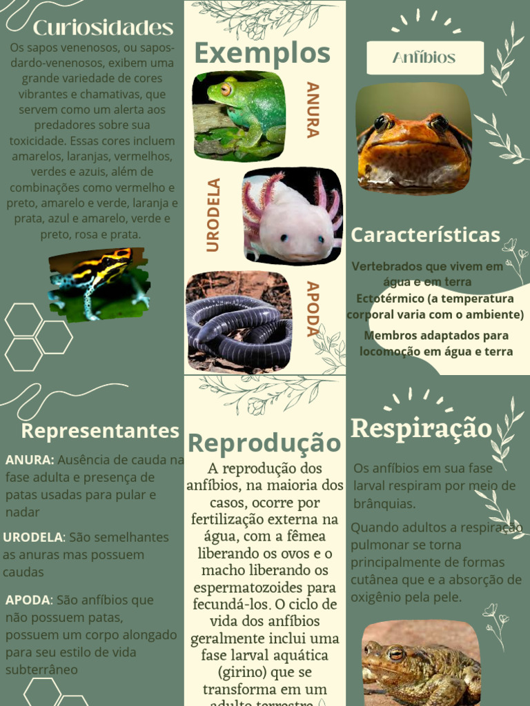 Características e Curiosidades dos Anfíbios | PDF