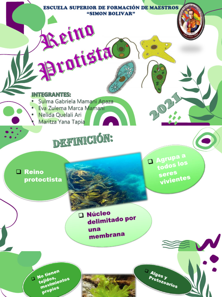 Infografía sobre el Reino Protista | PDF | Biología | Naturaleza