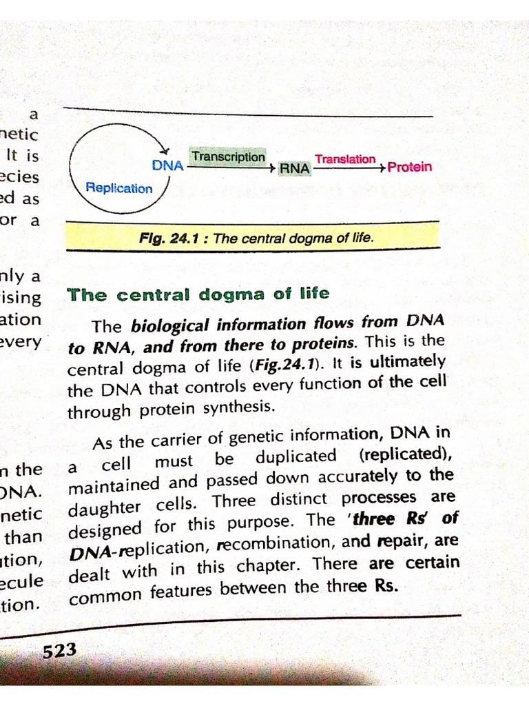 Dna Replication | PDF
