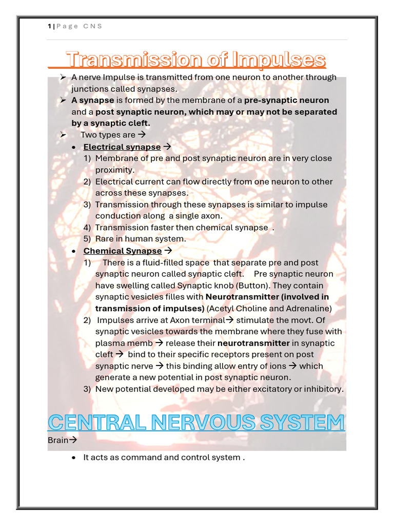 Understanding Synapses and Brain Structure | PDF | Synapse | Chemical ...