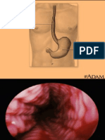 Anatomía de Sistema Digestivo