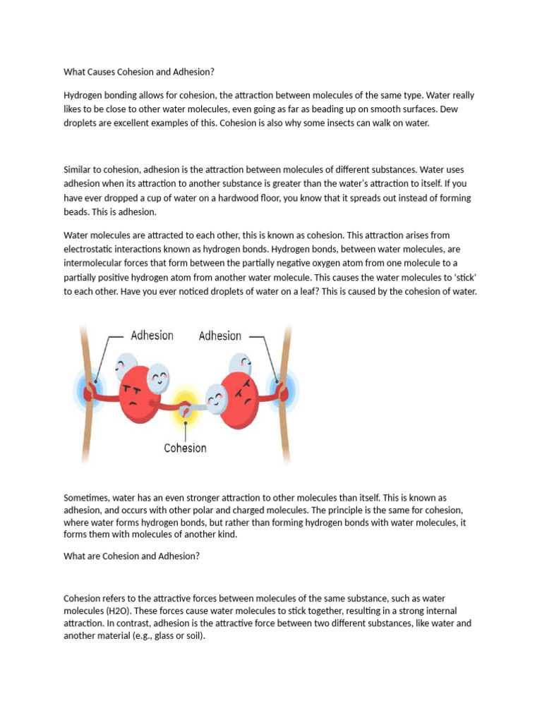 Water Adhesion and Cohesion Explained | PDF | Adhesion | Properties Of ...
