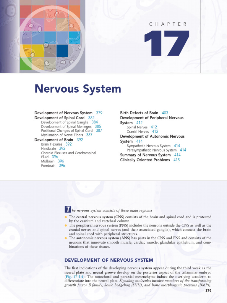 Overview of Nervous System Development | PDF | Spinal Cord | Nervous System