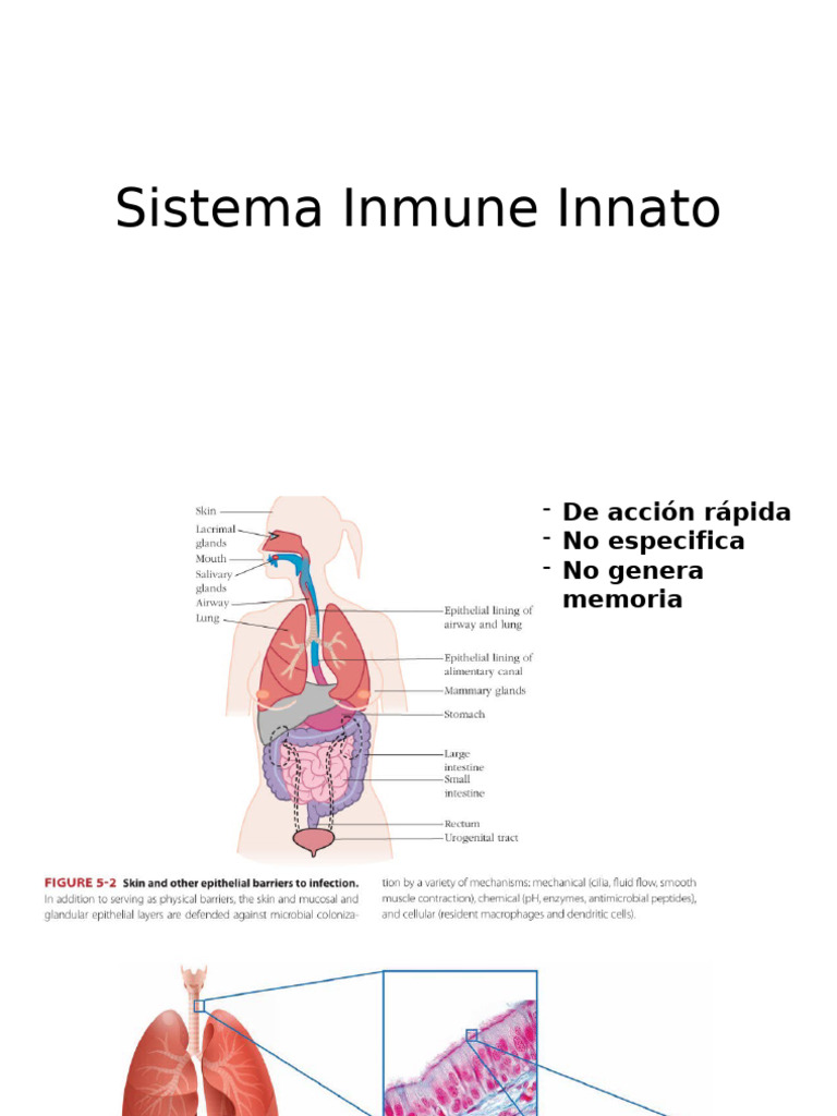 Sistema Inmune Innato | PDF | Sistema inmune | Inflamación