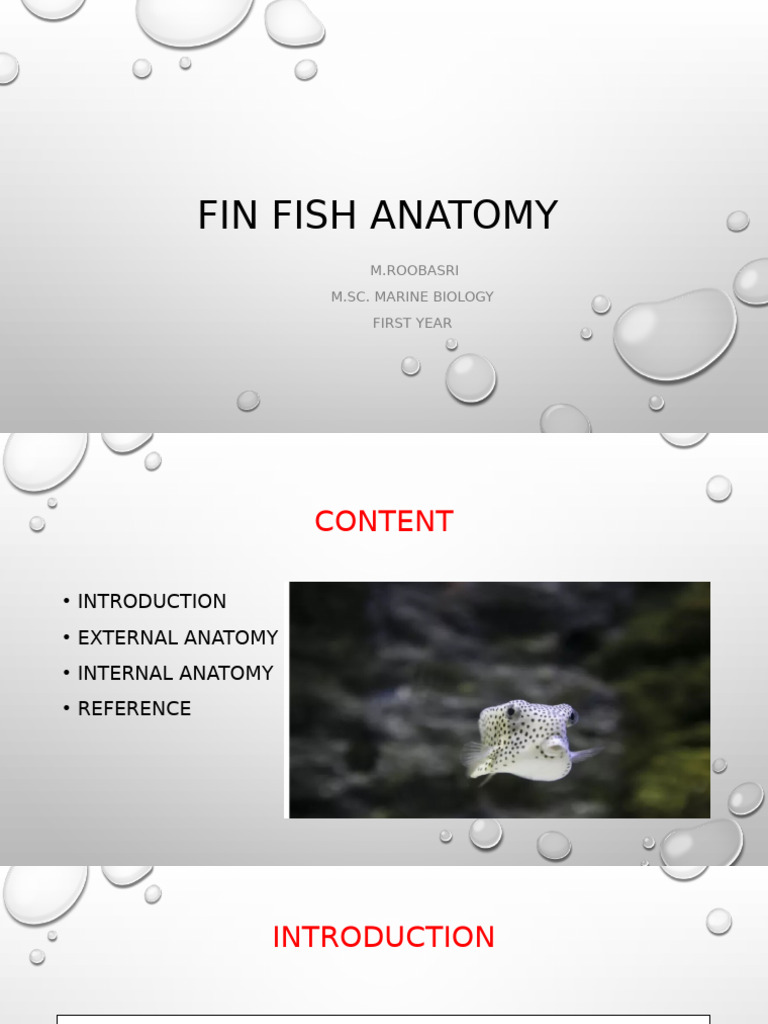 Anatomy of Fin Fish Explained | PDF | Fish | Anatomy