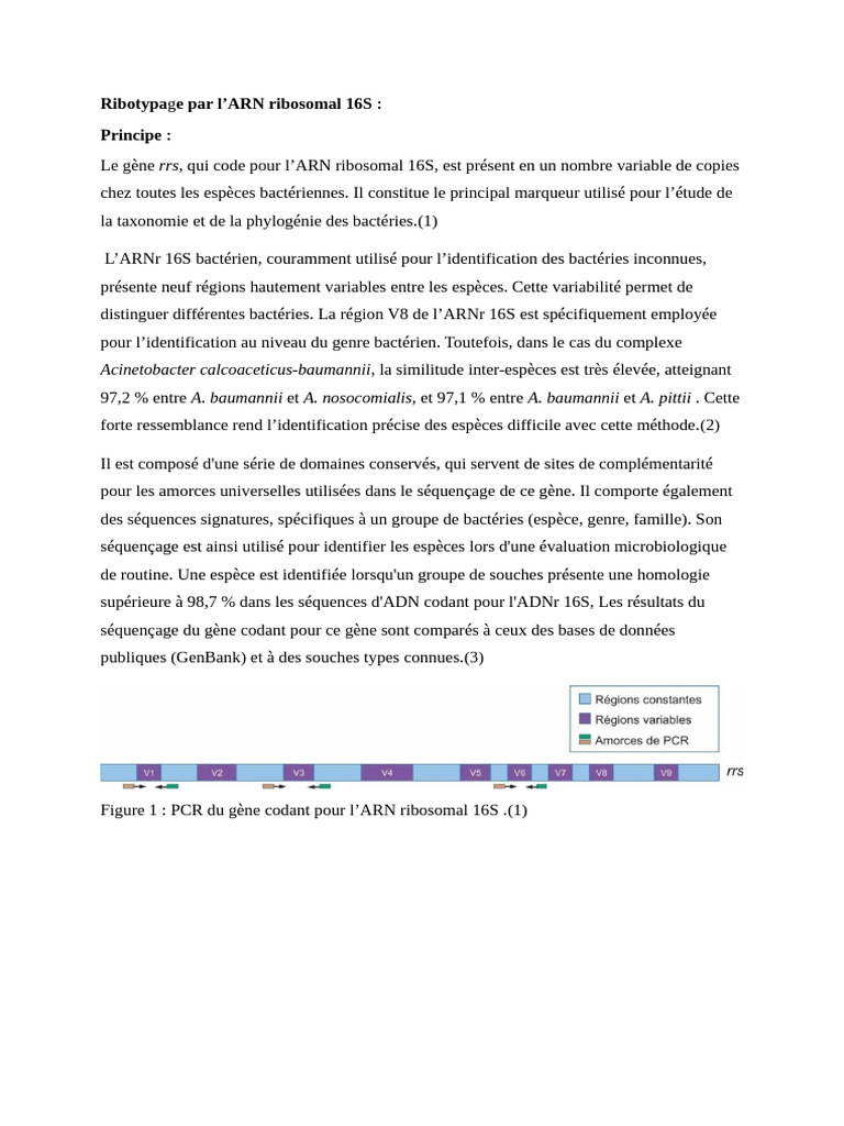 Ribotypage par ARN ribosomal 16S | PDF | Acide ribonucléique ...