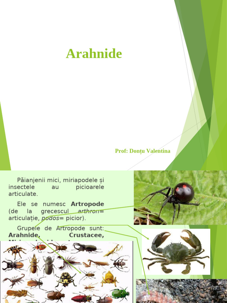 Artropode Arahnide | PDF