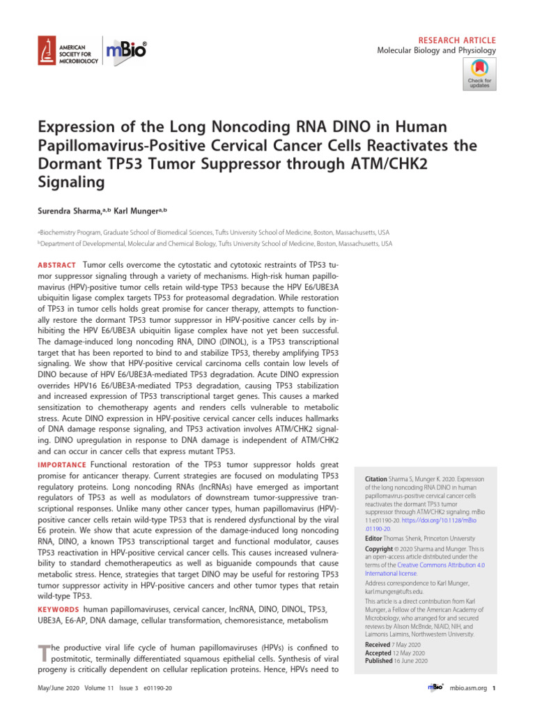 Sharma Et Al 2020 Expression of The Long Noncoding Rna Dino in Human ...
