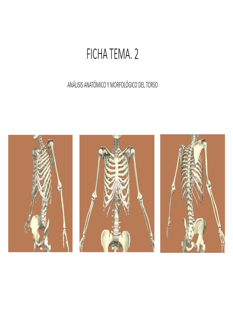 Anatomía y Morfología del Torso | PDF