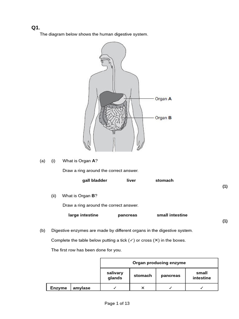 Human Digestive System and Enzymes Guide | PDF | Digestion | Human ...