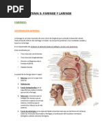 Anatomía de la Laringe y Tráquea | PDF | Laringe | Esófago