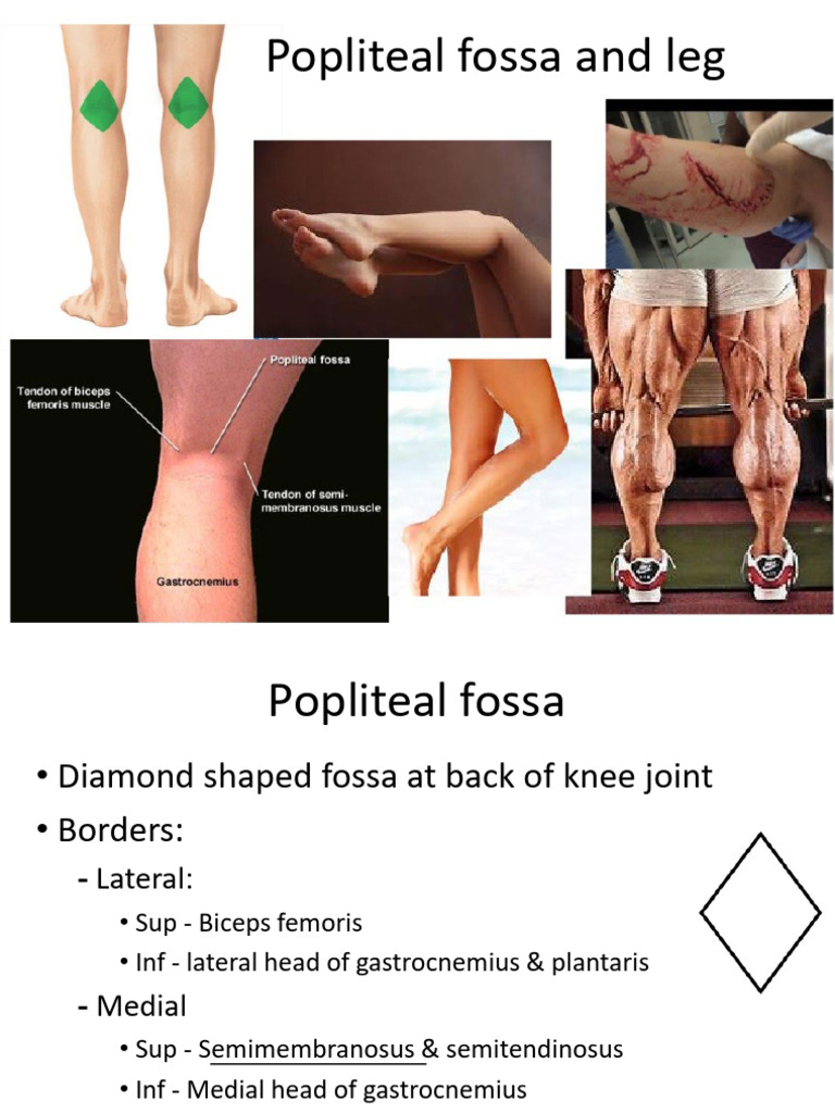 Anatomy of the Popliteal Fossa and Leg | PDF | Human Leg | Lower Limb ...