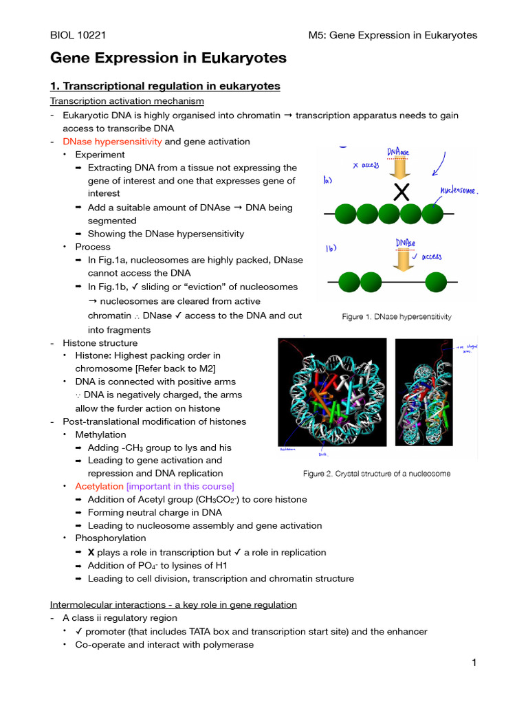 M5 Gene Expression in Eukaryotes Summary | PDF | Rna Splicing | Histone