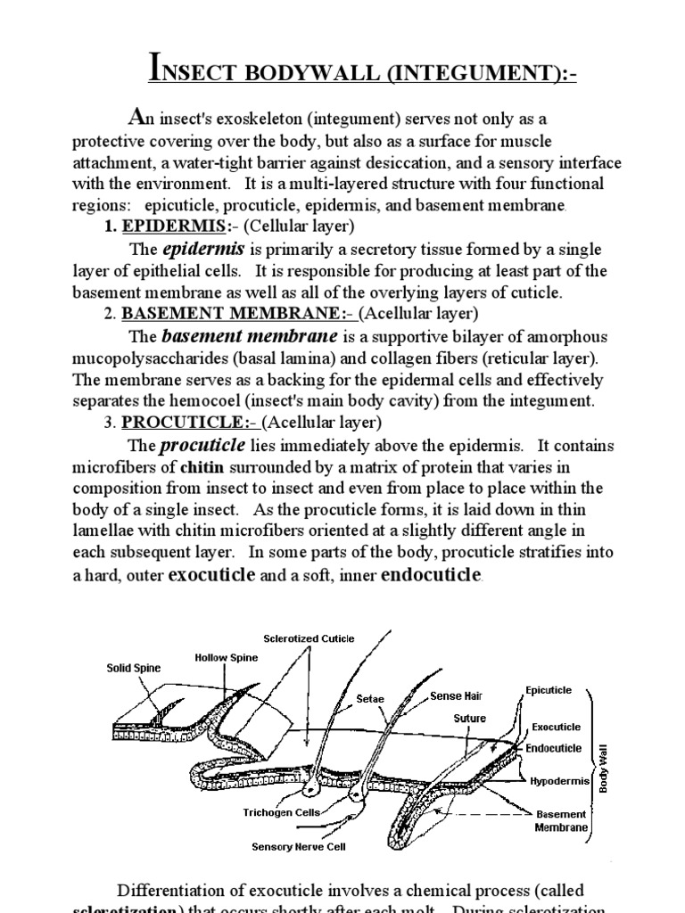 Insect Bodywall Pdf Anatomy Zoology