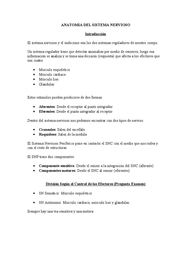 Anatomia Del Sistema Nervioso | PDF | Sinapsis | Neurona