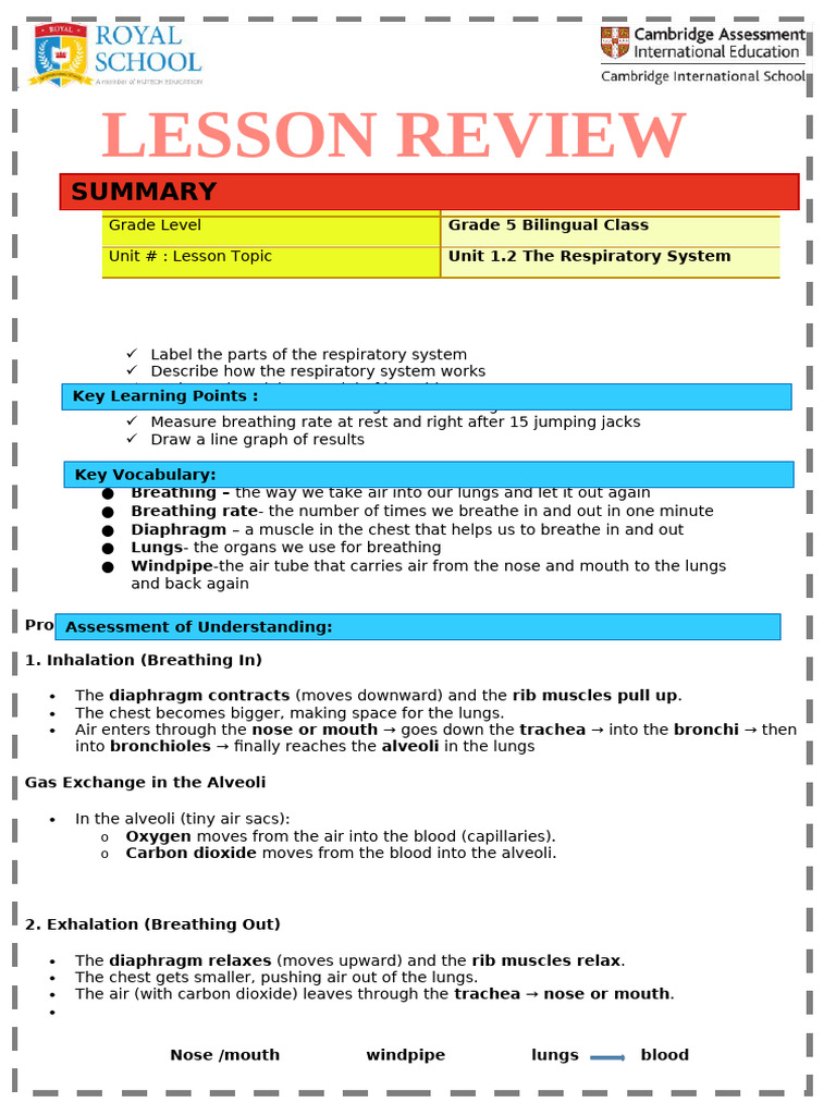 Respiratory System Model Guide for G5 | PDF | Respiratory System | Lung