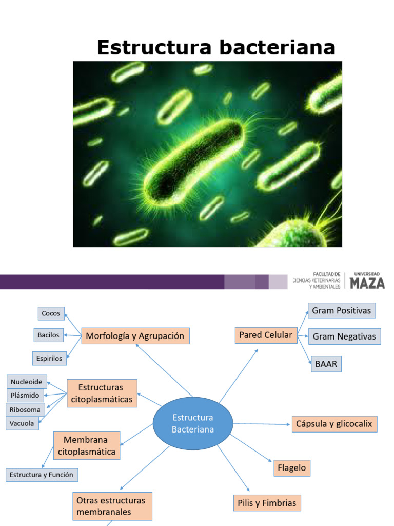 Estructura y Tipos de Pared Celular Bacteriana | PDF | Las bacterias ...