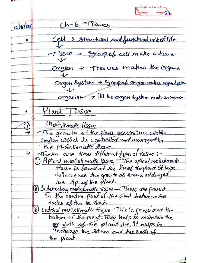 Class 9th Bio Chapter 2 The Tissues | PDF