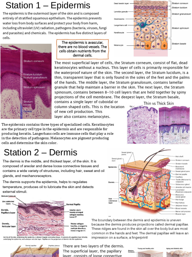 Anatomy of Skin Layers and Functions | PDF | Skin | Epidermis