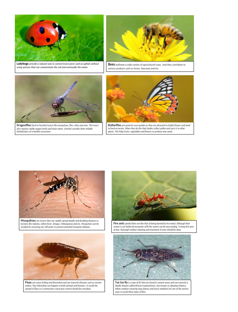 5-2024-Friend V Foes Insects | PDF