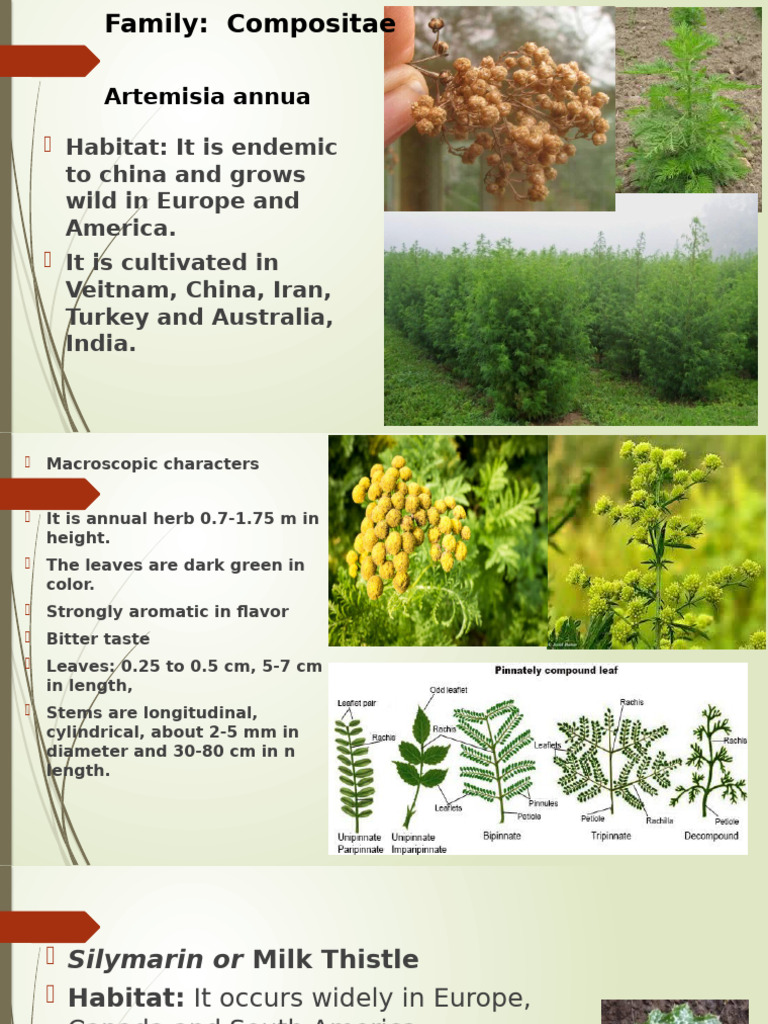 Family CompositaeFamily CompositaeFamily Compositae | PDF