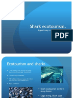 Shark Eco Tourism