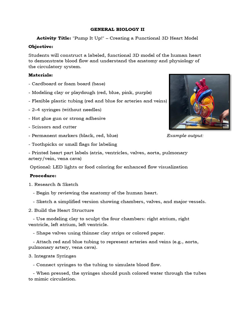 3D Heart Model Project for Biology | PDF | Heart | Atrium (Heart)