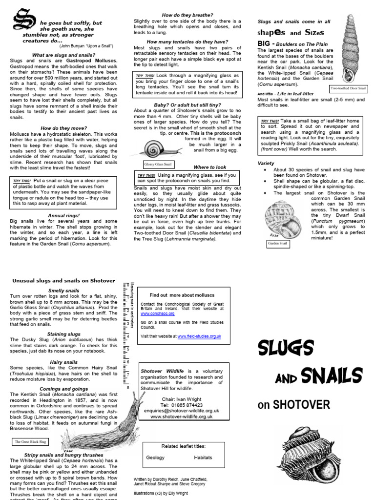Understanding Snails and Slugs: A Guide | PDF | Mollusca | Molluscs