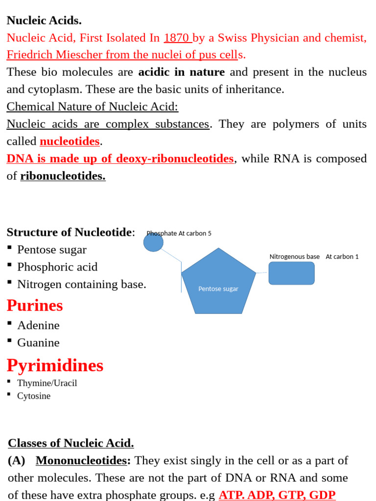 Biological Molecules 4 | PDF | Nucleotides | Nucleic Acids