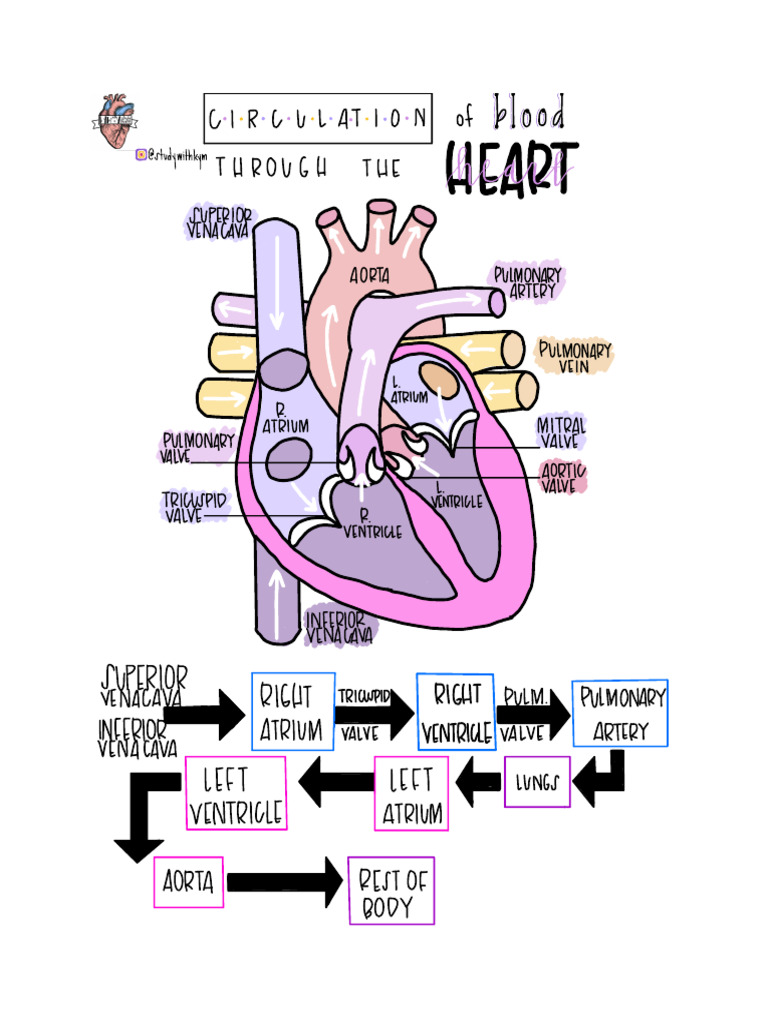 Aorta and Pulmonary Artery Study | PDF