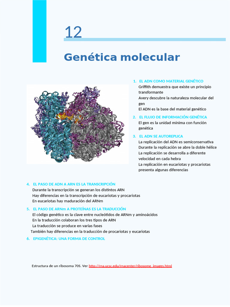 Tema 11. Genética Molecular | PDF | Replicación De Adn | Rna