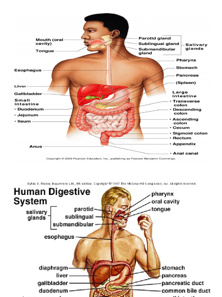 Digestive System | PDF