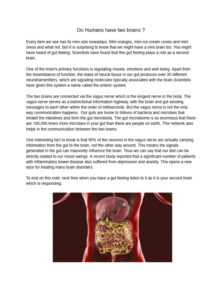 Humans Have Two Brains? - 12th Issue | PDF