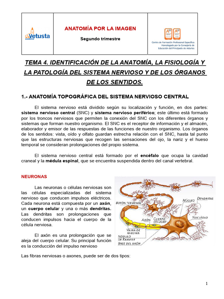 Tema 4 SIST. NERVIOSO Y ORGANOS DE LOS SENTIDOSbis | PDF | Sinapsis | Axon