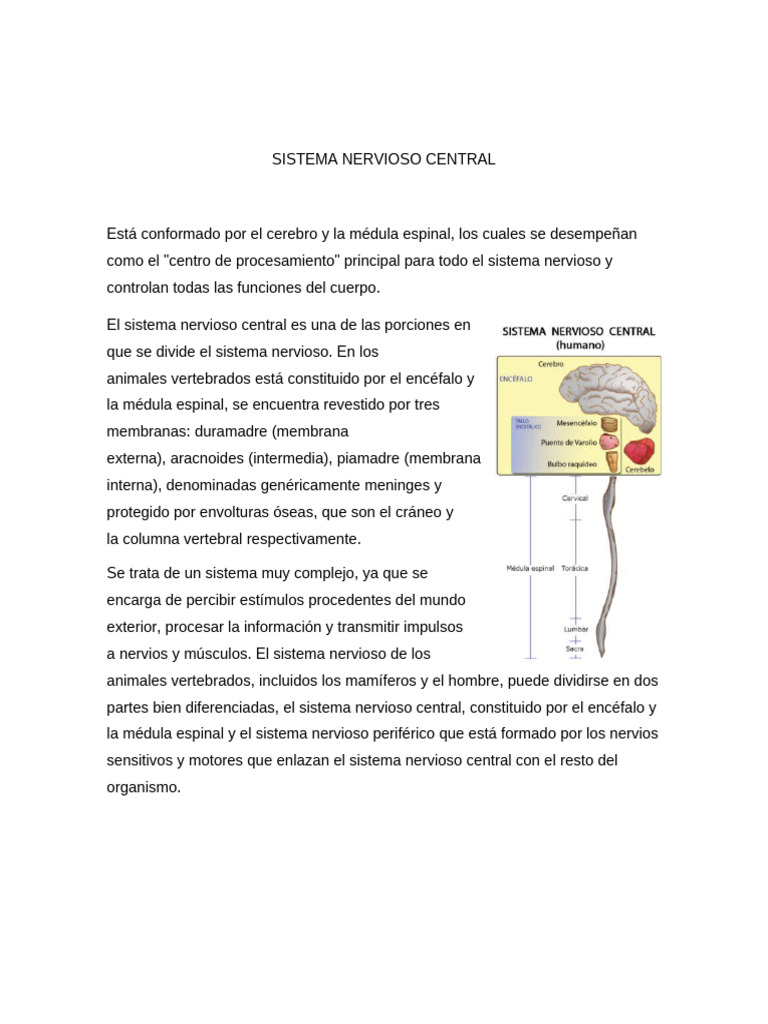 Estructura y Función del Sistema Nervioso Central | PDF | Médula ...