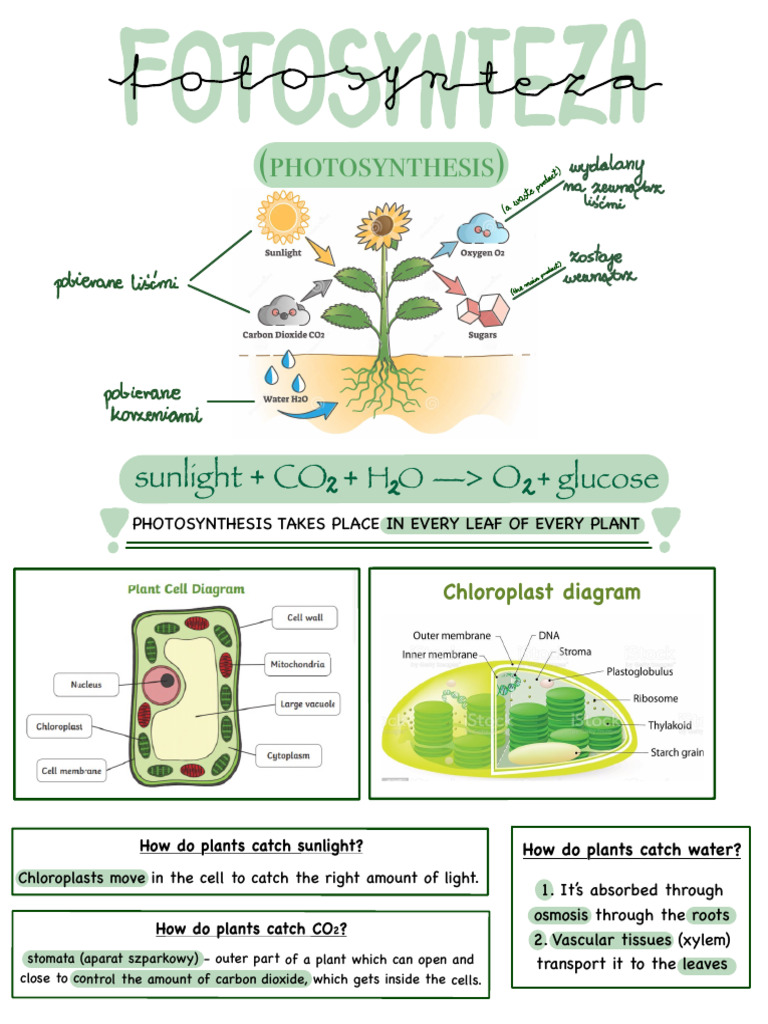Understanding Photosynthesis in Plants | PDF