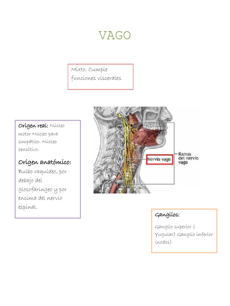 Anatomía y Funciones del Nervio Vago | PDF