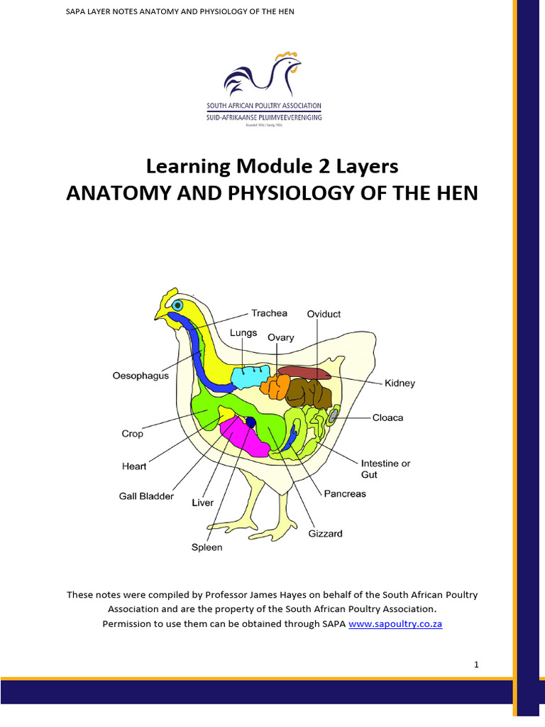 Hen Anatomy and Physiology Guide | PDF | Digestion | Human Body
