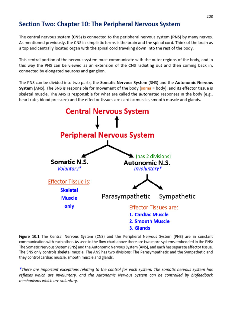 Understanding the Peripheral Nervous System | PDF | Acetylcholine ...