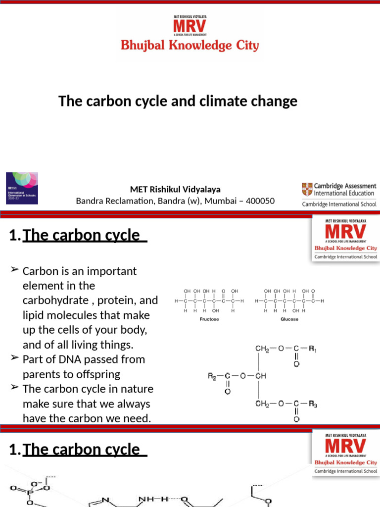 Understanding the Carbon Cycle | PDF