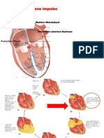 Fisiologia Beluardo Cardiocircolatorio Parte 2