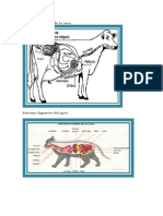Sistema Digestivo de La Vaca
