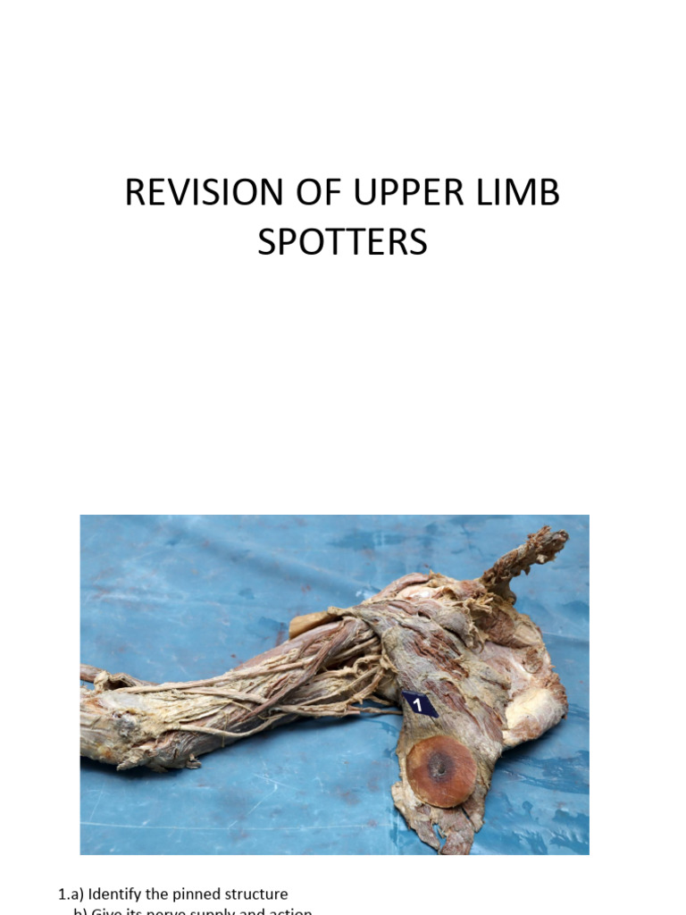 Upper Limb Anatomy and Nerve Supply Guide | PDF | Thumb | Arm