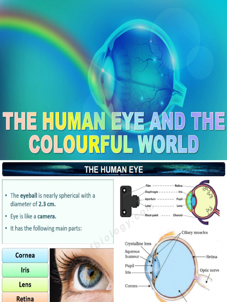 11 The Human Eye and The Colourful World | PDF