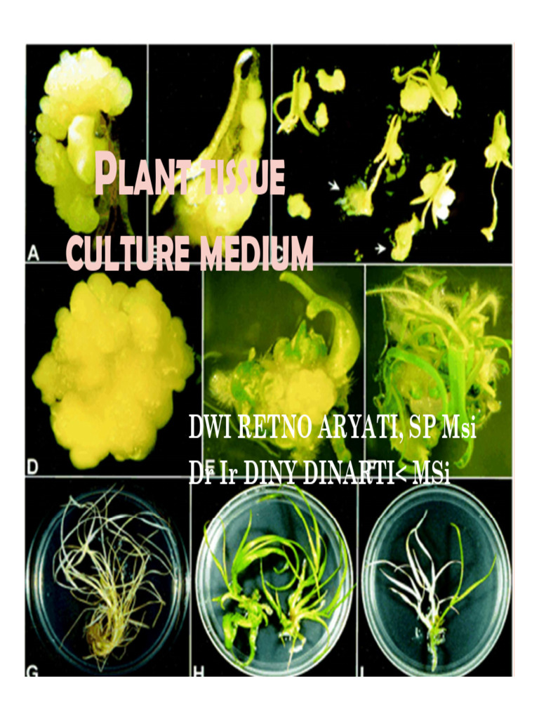 Plant Tissue Culture Medium Guide | PDF | Applied And Interdisciplinary ...